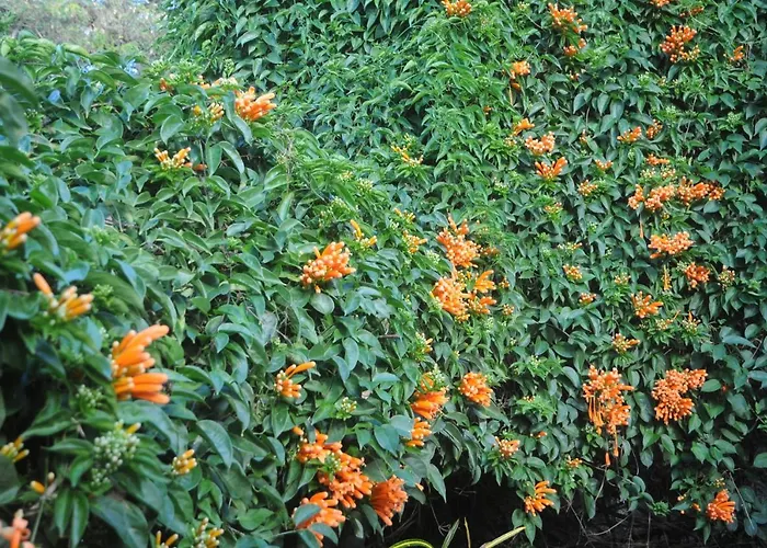 Antonio's House 펜션